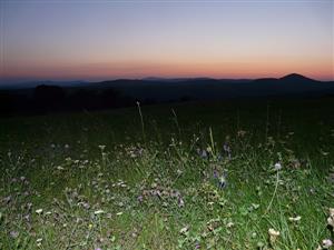 Psiarková lúka v Jedľových Kostoľanoch, Borisku